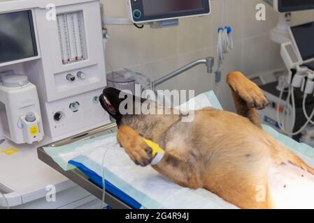 Hund unter Narkose während der Operation in einer Tierarztklinik.Deutscher Schäferhund ist betäubt. Veterinärkonzept.Nahaufnahme. Stockfoto