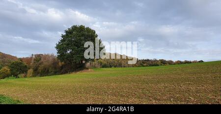 Königswinter Deutschland November 2020 einsamer großer Baum auf dem Feld vor dem Wald Stockfoto