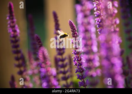 Puprle Salvia blüht mit einigen im weichen Fokus, die das Abendlicht fangen. Eine unfokusste, hintergrundbeleuchtete Hummel fliegt zwischen den Blumen hinein. Stockfoto