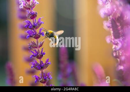 Puprle Salvia blüht mit einer Hummel auf ihnen und weiteren Blüten im weichen Fokus im Hintergrund. Es gibt einige Bewegungsunschärfen auf der Biene. Stockfoto