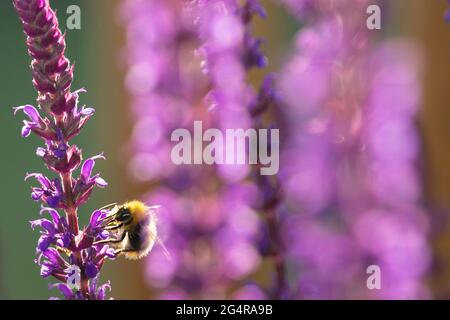 Puprle Salvia blüht mit einer Hummel auf ihnen und weiteren Blüten im weichen Fokus im Hintergrund. Stockfoto