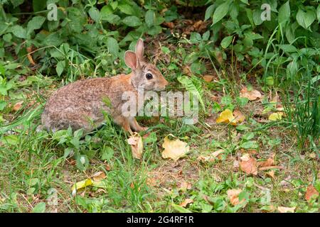 Italien, Lombardei, Crema, Parco del Serio, östliches Cottontail Rabbit, Sylvilagus Floridanus Stockfoto