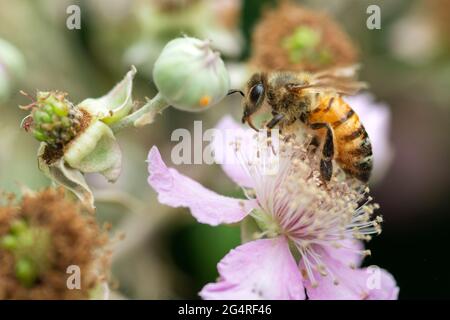 Italien, Lombardei, Bienensammlung Pollen auf Rubus Ulmifolius Pink Flowers Stockfoto