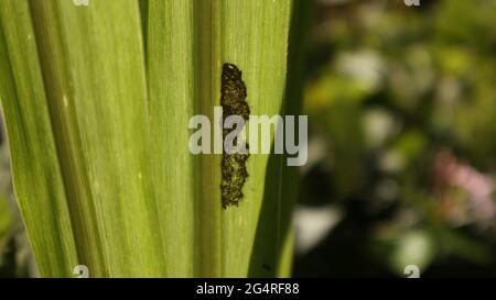 Ein kleines Nest von schwarzen Ameisen auf der Rückseite eines Zuckerrohrblattes, das in Sonnenlicht gefallen ist Stockfoto