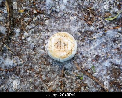 Draufsicht auf einen wilden Pilz auf dem Boden, bedeckt mit Pappelflaum wie Schnee Stockfoto