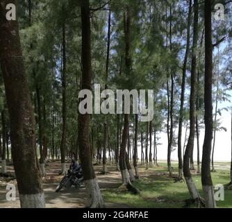 Park mit Motorrad und vielen bemalten schlanken Baumstämmen Stockfoto