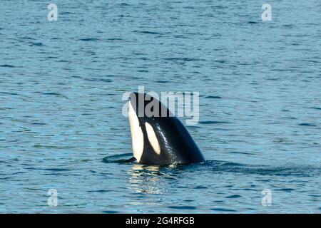 Der transiente Orca Whale sah Spionagehopping in der Saratoga Passage in der Nähe von Oak Harbor, Washington, USA Stockfoto