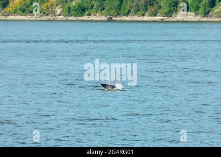 Transiente Orca-Wale in der Saratoga Passage bei Oak Harbor, Washington, USA Stockfoto