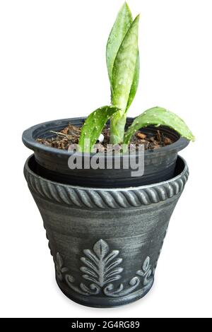 Zamioculcas Blume Zanzibar Palmand Kaktus in Keramik Topf isoliert auf weißem Hintergrund Stockfoto