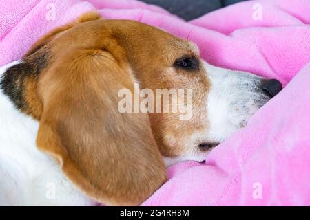 Beagle Hund macht ein Nickerchen auf dem Sofa auf rosa Babydecke. Stockfoto