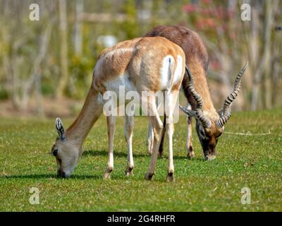 Männliche und weibliche Schwarzböcke (Antilope cervicapra), auch bekannt als indische Antilope, ist eine Antilope, die in Indien und Nepal beheimatet ist Stockfoto