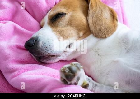 Beagle Hund macht ein Nickerchen auf dem Sofa auf rosa Babydecke. Stockfoto