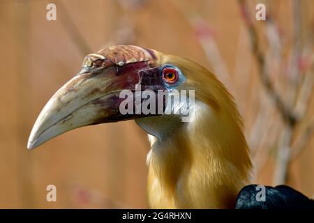 Portrait der männlichen Papua nashornvogel Nashornvogel oder Blyth (Rhyticeros plicatus) aus gesehen Stockfoto