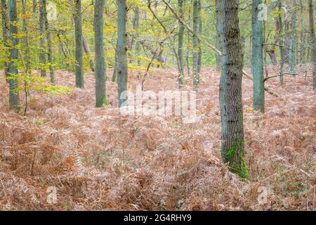 Herbstwald mit bunten Blättern und Farn, Amsterdamse Waterleidingduinen, Niederlande Stockfoto