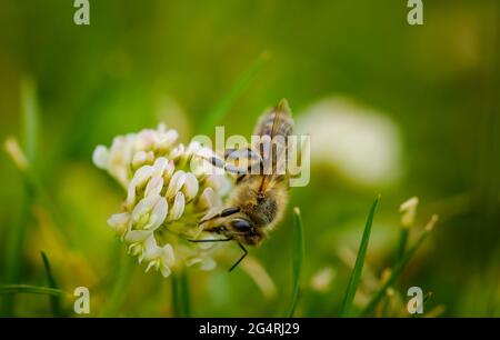 Bienen sammeln Nektar von einer Blume aus Kleeblaugen an sonnigen Sommertagen Stockfoto