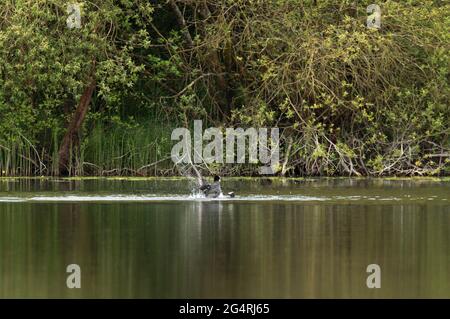 Blässhühner kämpfen um die Angst Stockfoto