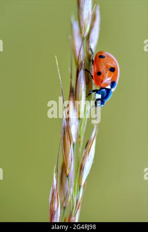 Makro von sieben Flecken Marienkäfer (Coccinella septempunctata) auf Stamm auf grünem Hintergrund Stockfoto