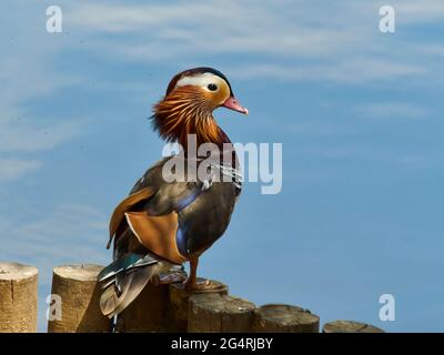 Eine Mandarinente steht am Rand eines glasblauen Sees und scheint sich zu stellen, um ihr wunderschönes, varicoloriertes Gefieder bestmöglich zu zeigen. Stockfoto