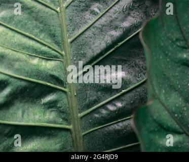 Laub-Anthurium-Pflanze. Natürliche Blätter mit launischen dunkelgrünen Farbe und Wassertropfen Textur abstrakten Hintergrund. Konzentrieren Sie sich auf den Hintergrund. Stockfoto