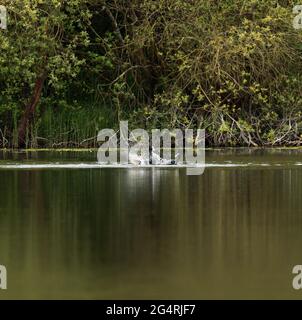 Blässhühner kämpfen um die Angst Stockfoto