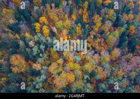 Luftbild von Oben nach Unten Blick auf Herbst Wald mit grünen und gelben Bäume. Gemischten Laub- und Nadelwald. Herbst Wald von oben. Bunte Wald ae Stockfoto