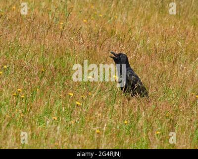 Eine Krähe inmitten von ruddygem, langem Gras und wilden Blumen, die sich mit offenem Schnabel in der Sonne sonnen und in der Sommerhitze zu schwärmen scheinen. Stockfoto