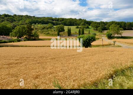 Weizenfeld in Le Castellet, einer Gemeinde im Département Alpes-de-Haute-Provence im Südosten Frankreichs Stockfoto