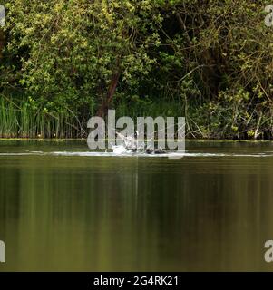 Blässhühner kämpfen um die Angst Stockfoto