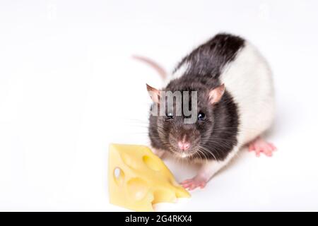 Maus mit einer Scheibe Schweizer Käse isoliert auf weiß. Kleine Maus versucht, ein Stück Käse zu bewegen. Käse und Maus Stockfoto