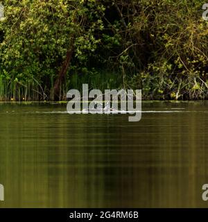 Blässhühner kämpfen um die Angst Stockfoto