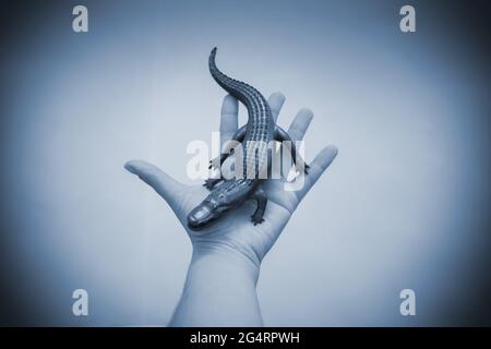 Objekt in Form von Krokodil auf einem 3d-Drucker gedruckt und mit Emaille bedeckt Stockfoto
