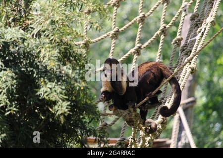 Nahaufnahme eines getufteten Kapuziner oder braunen Kapuziner (Sapajus apella) am Seil Stockfoto