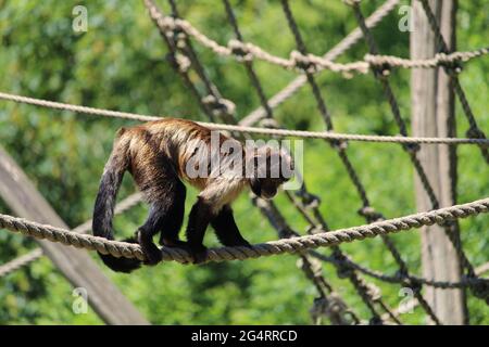 Nahaufnahme eines getufteten Kapuziner oder braunen Kapuziner (Sapajus apella) am Seil Stockfoto