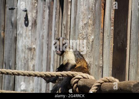 Nahaufnahme eines getufteten Kapuziner oder braunen Kapuziner (Sapajus apella) am Seil Stockfoto