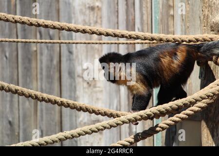 Nahaufnahme eines getufteten Kapuziner oder braunen Kapuziner (Sapajus apella) am Seil Stockfoto