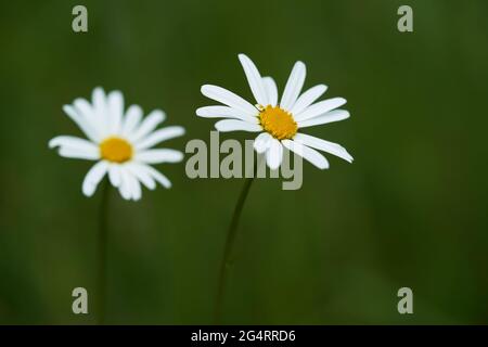 Wilde blühende Blume Leucanthemum vulgare auf der Wiese. Bekannt als Ochsendaisy, Hundedaisy oder marguerite. Weiße Blume auf grünem Hintergrund, selektiver Fokus. Stockfoto