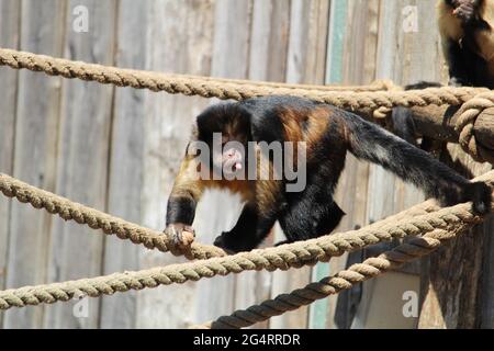 Nahaufnahme eines getufteten Kapuziner oder braunen Kapuziner (Sapajus apella) am Seil Stockfoto