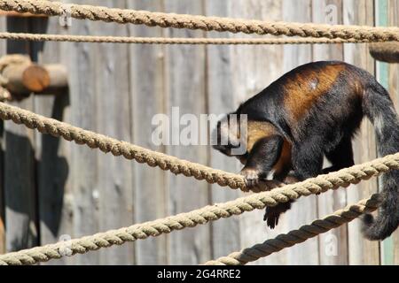 Nahaufnahme eines getufteten Kapuziner oder braunen Kapuziner (Sapajus apella) am Seil Stockfoto