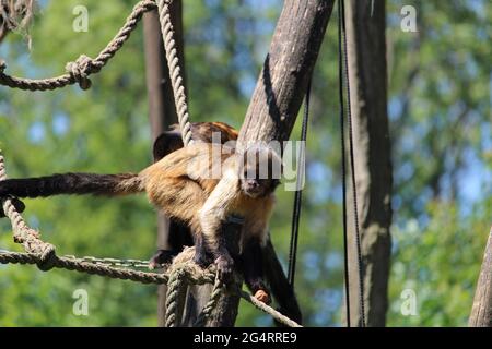 Nahaufnahme eines getufteten Kapuziner oder braunen Kapuziner (Sapajus apella) am Seil Stockfoto