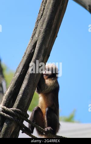 Nahaufnahme eines getufteten Kapuziner oder braunen Kapuziner (Sapajus apella) am Seil Stockfoto