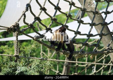 Nahaufnahme eines getufteten Kapuziner oder braunen Kapuziner (Sapajus apella) am Seil Stockfoto