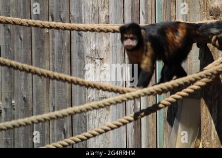Nahaufnahme eines getufteten Kapuziner oder braunen Kapuziner (Sapajus apella) am Seil Stockfoto