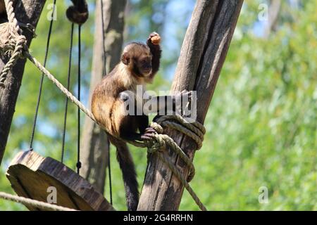 Nahaufnahme eines getufteten Kapuziner oder braunen Kapuziner (Sapajus apella) am Seil Stockfoto