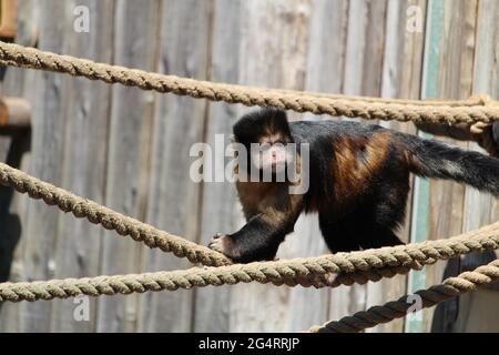 Nahaufnahme eines getufteten Kapuziner oder braunen Kapuziner (Sapajus apella) am Seil Stockfoto