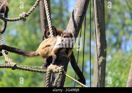 Nahaufnahme eines getufteten Kapuziner oder braunen Kapuziner (Sapajus apella) am Seil Stockfoto