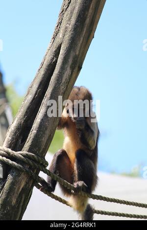 Nahaufnahme eines getufteten Kapuziner oder braunen Kapuziner (Sapajus apella) am Seil Stockfoto