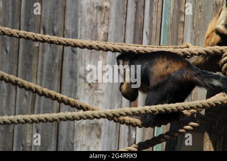 Nahaufnahme eines getufteten Kapuziner oder braunen Kapuziner (Sapajus apella) am Seil Stockfoto