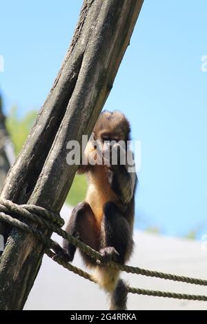 Nahaufnahme eines getufteten Kapuziner oder braunen Kapuziner (Sapajus apella) am Seil Stockfoto