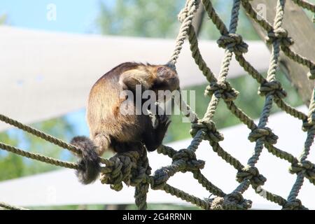Nahaufnahme eines getufteten Kapuziner oder braunen Kapuziner (Sapajus apella) am Seil Stockfoto