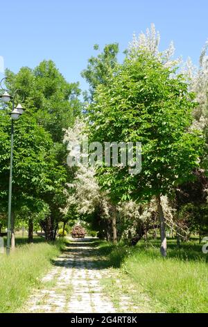 Kopfsteinpflaster-Wanderweg im Hasan Onal Park Eskisehir Türkei Stockfoto